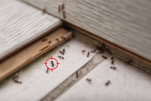Best Best Pest Control Companies  in Vienna, GA