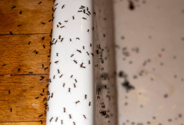 Best Rat Extermination Near Me  in Vienna, GA