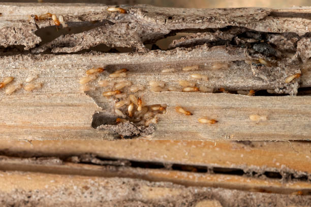 Best Termite Control Services  in Vienna, GA